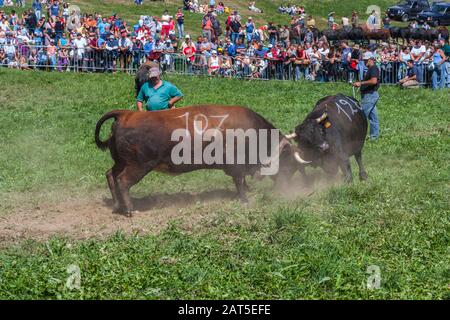 Estoul, Vallée D'Aoste, Italie - 30 Août 2009: La "Bataille Des Reines". Chaque dimanche, lorsque le bétail retourne des pâturages de montagne, les femelles l Banque D'Images