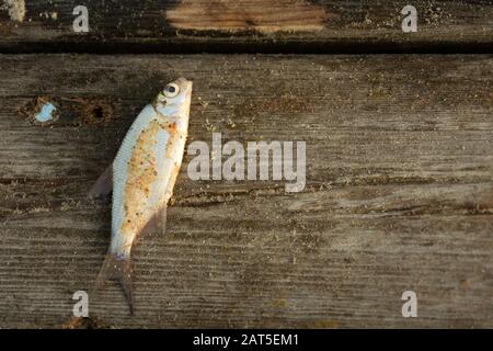 Un petit poisson pris dans un étang, allongé sur une plate-forme en bois Banque D'Images