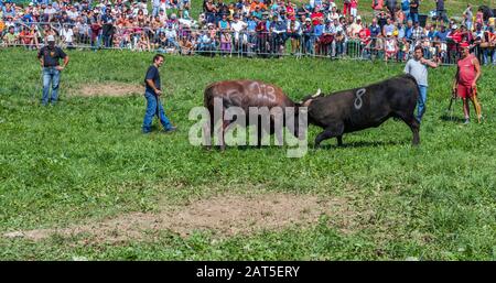 Estoul, Vallée D'Aoste, Italie - 30 Août 2009: La "Bataille Des Reines". Chaque dimanche, lorsque le bétail retourne des pâturages de montagne, les femelles l Banque D'Images