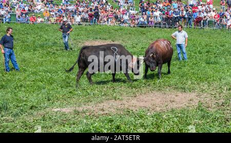 Estoul, Vallée D'Aoste, Italie - 30 Août 2009: La "Bataille Des Reines". Chaque dimanche, lorsque le bétail retourne des pâturages de montagne, les femelles l Banque D'Images