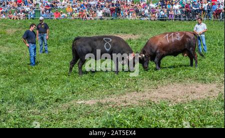 Estoul, Vallée D'Aoste, Italie - 30 Août 2009: La "Bataille Des Reines". Chaque dimanche, lorsque le bétail retourne des pâturages de montagne, les femelles l Banque D'Images