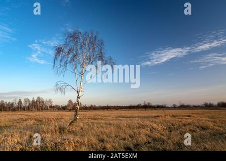 Arbre de bouleau solitaire sans feuilles dans la prairie et le ciel après le coucher du soleil Banque D'Images