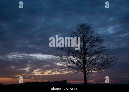 Silhouette d'un arbre sans feuilles, nuages après le coucher du soleil Banque D'Images