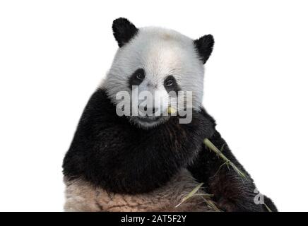 Jeune panda géante de deux ans (Ailuropoda melanoleuca) cub mangeant la tige de bambou sur fond blanc Banque D'Images