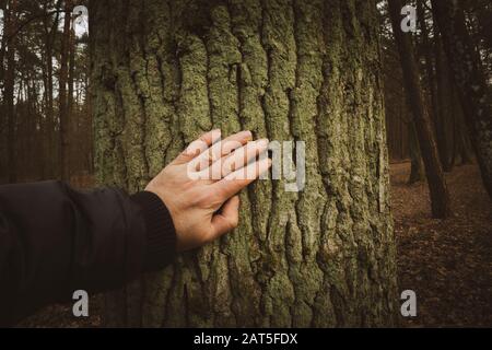 Main touchant un tronc d'arbre dans le parc Banque D'Images