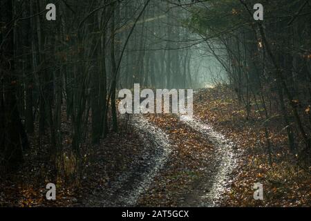 Une route sinueuse avec des feuilles à travers une forêt sombre Banque D'Images