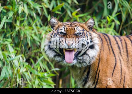 Tiger - Panthera tigris - gros plan portrait. Tigre sibérien ou tigre d'Amour (Panthera tigris altaica) Banque D'Images