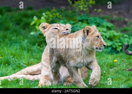 Une petite famille de lions blancs indigènes à l'Afrique du Sud. Lions (Panthera leo) Banque D'Images