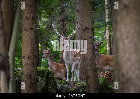 Flow Deer mâle (Dama dama) à Forrest Banque D'Images