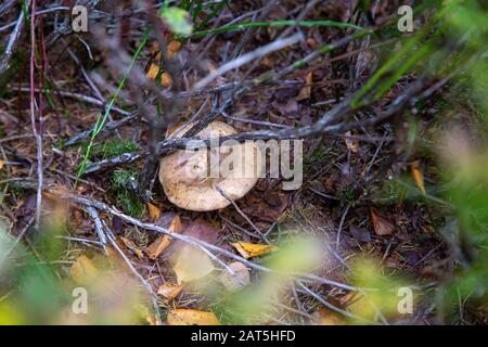 Un champignon caché sous des branches et des branches en automne Banque D'Images