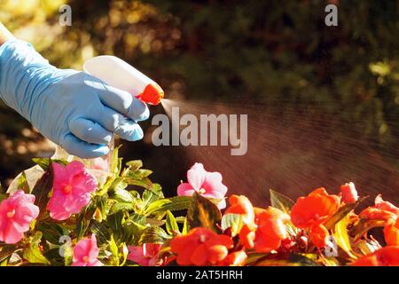 Lave-mains en action. Lutter contre les maladies et les insectes qui attaquent les plantes par pulvérisation. Banque D'Images