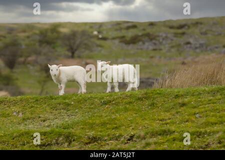 Une paire de Welsh mountain sheep agneaux sur un pâturage de montagne sauvages et accidentées dans les régions rurales du nord du Pays de Galles Bala Banque D'Images