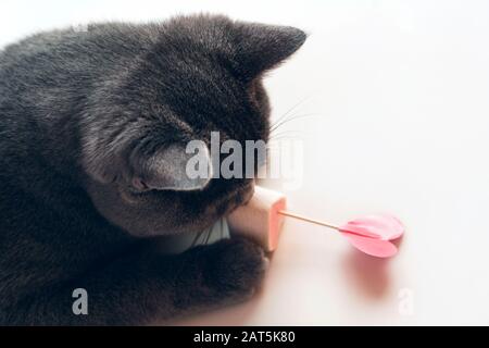 Cat jouant avec des guimauves et des coeurs de papier sur des brochettes coincées dans des meringues Banque D'Images