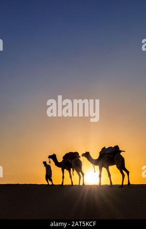 Silhouette d'homme marchant avec ses chameaux, désert de Thar, Rajasthan, Inde Banque D'Images