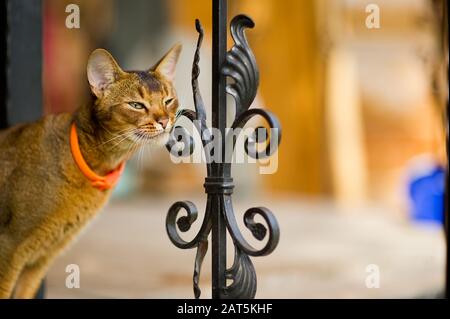 chat calme se tient sur le bord d'un porche avec une clôture en métal et raye sa face contre un élément de soutien. Banque D'Images