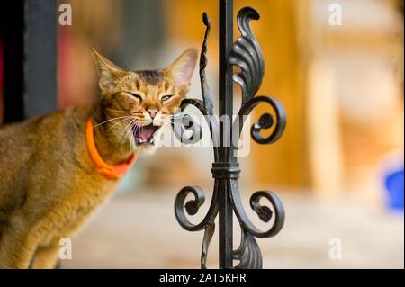 un chat abyssinian avec une laisse orange se tient sur le bord d'un porche avec une clôture métallique, des yawns et raye son visage sur un élément de soutien Banque D'Images