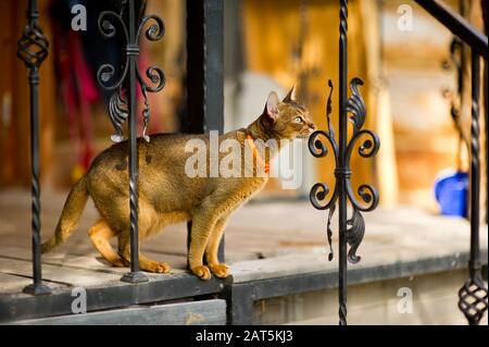 un chat abyssinian se tient sur le bord d'un porche avec une clôture en métal et est sur le point de sauter Banque D'Images