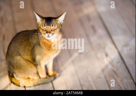 Abyssinian chat tranquillement assis sur un plancher de bois, fermant les yeux. Banque D'Images