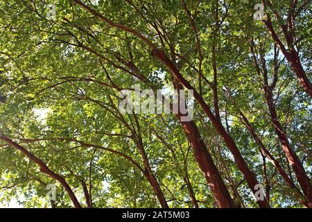 La canopée branlante d'une crêpe Myrtle japonaise, Lagerstroemia fauriei, avec diffusion de lumière du soleil à travers les feuilles à Raleigh, Caroline du Nord, États-Unis Banque D'Images