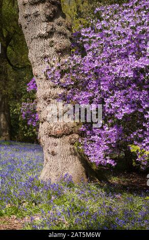 Un Rhododendron à fleurs violettes fleurit dans un bois de bluebell à Bowood Calne Wiltshire Angleterre Royaume-Uni Banque D'Images