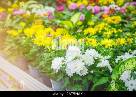 Chrysanthème multicolore ou gerbera fleurs potées, maison jardinage arrière-plan concept, Banque D'Images