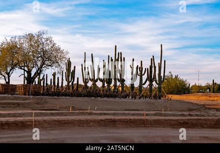 Un nouveau site de construction et de développement de maison Dans la région de Phoenix Arizona avec cactus et d'autres plantes Banque D'Images