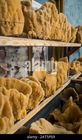 Deux rangées d'éponges orange naturelles à l'écran pour l'achat. Empilés sur de petites étagères à Tarpon Springs, Floride. Aucune personne visible. Banque D'Images