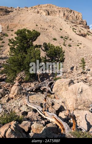 Patrimoine National Du Parc Du Sud Avec Pins De Limber Anciens Et Pins De Bristle Cone. Situé Dans La Forêt Nationale De Pike, Colorado. Banque D'Images