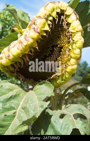 Tournesol dans ses derniers jours Banque D'Images