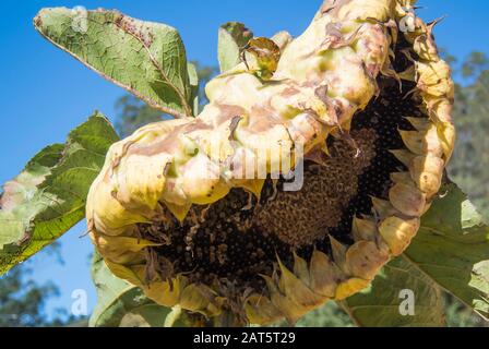 Tournesol dans ses derniers jours Banque D'Images