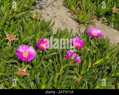 Fleur de figuier rose sur fond sablonneux. Carpobrotus chilensis ou Carpobrotus edulis, plante de mauvaises herbes avec feuilles succulentes dans la famille Aizoaceae Banque D'Images