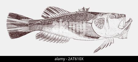 Northern stargazer astroscopus guttatus en vue latérale Illustration de Vecteur