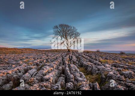 Vue sur l'arbre de Lone à Malham sur le chemin calcaire Banque D'Images