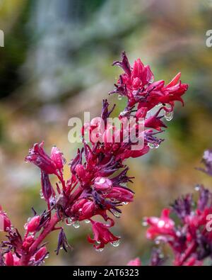 Gros plan du Yucca rouge (Hesperaloe parviflora) après les précipitations. Fleurs roses, rouges et violettes mouillées, gouttes de pluie suspendues. Plantes vertes en arrière-plan. Banque D'Images