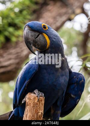 Oiseau macaw en jacinthe bleue et jaune perché dans la nature avec fond verdoyant Banque D'Images