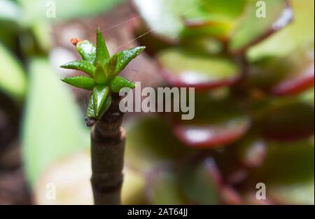 Gros plan photo de l'arrière-cour succulents dans les pots. Banque D'Images