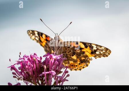 Repas de papillon lady peint du Valerian rouge Banque D'Images