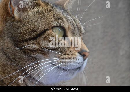 profil proche d'un chat regardant dans la distance Banque D'Images