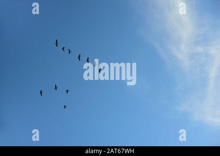 Contexte avec le ciel bleu et les nuages blancs délicats, devant lesquels un troupeau d'oies vole comme oiseaux migrateurs et change de position dans le format Banque D'Images