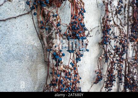 Raisins bleus vifs séchés sur des vignes brunes et oranges contre un mur gris clair en béton. Photographie macro avec fond flou tourné à la lumière du jour Banque D'Images