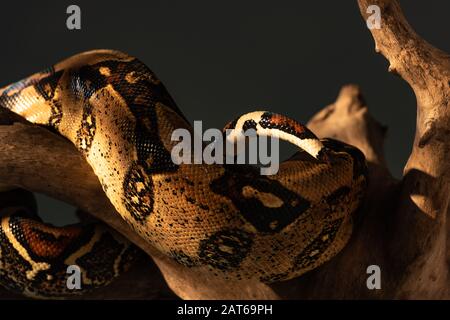 Foyer sélectif de peau de serpent texturée de python sur bois isolé sur gris Banque D'Images