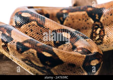 Foyer sélectif de peau de serpent de python texturé sur bois isolé sur blanc Banque D'Images