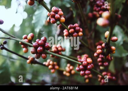 Grain de café frais sur l'arbre à café - arabica baies de café agriculture sur branche avec fond sombre Banque D'Images