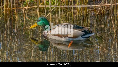 canard sauvage nageant dans une rivière avec soleil plein air anas platyrhynchos mâle Banque D'Images