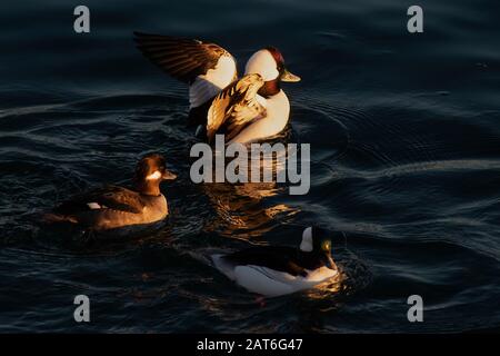 Bufflehead drake flapping ailes en feu doré fin d'après-midi Banque D'Images