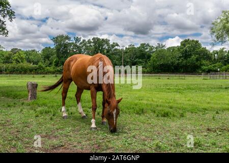 Cheval brun simple avec un blaze blanc sur son front pacage sur l'herbe verte d'un pâturage de ranch avec des arbres à l'horizon sous un nuageux Banque D'Images