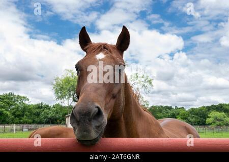 Gros plan d'un cheval brun avec une étoile blanche sur son front regardant sur une clôture de pipe en métal orange rouge entourant le pâturage d'un ranch. Banque D'Images