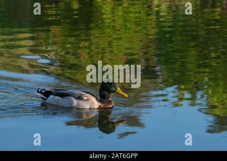 Un seul et beau canard colvert mâle nageant sur un lac avec sa tête et quelques arbres sur un rivage derrière lui se reflétant dans la surface de l'eau calme Banque D'Images