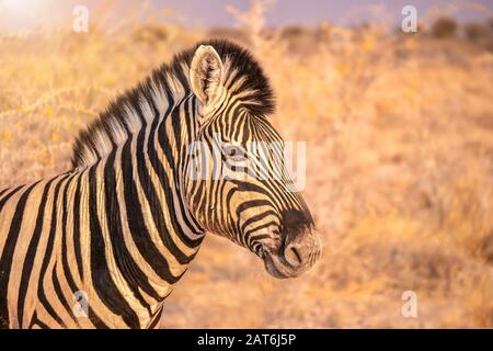 Portrait d'un zèbre pris dans le parc national d'Etosha, Namibie. Banque D'Images