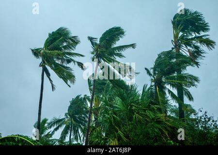 Vent et pluie soufflant des palmiers, créant un flou de mouvement, pendant un typhon aux Philippines. Banque D'Images